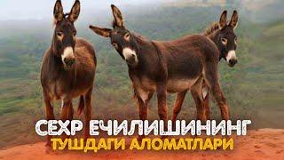 Сехр Ечилишининг Тушдаги Аломатлари!