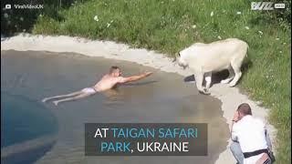 Man Swims in a Pool with LIONS | TAIGAN SAFARI PARK