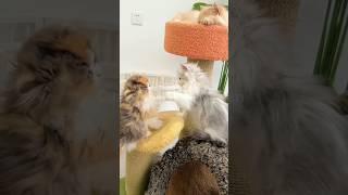 Cute animal kitten  #cat #cute #kitten #animal #pets #meow #videos #shorts