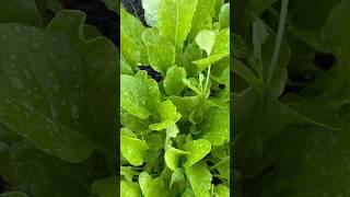 Growing and harvesting spinach at our backyard #usafarming#spinach