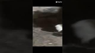 HEN CHICKS #SHORTS |AFAQ BUKHARI