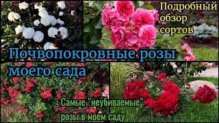 Почвопокровные розы моего сада. Обзор сортов. Самые неприхотливые розы.