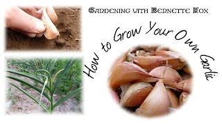 How to Plant Garlic