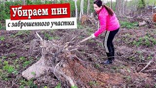 Купили Заброшенный Дачный участок / Расчистка участка / Семьёй Убираем Пни / Дача с нуля / 2 сезон