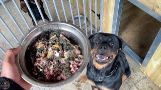 Feeding Our Rottweilers RAW Diet - Part 2