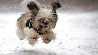 Dogs Playing in Snow