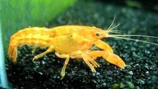 Mexican orange dwarf crayfish is freindy towards shrimps