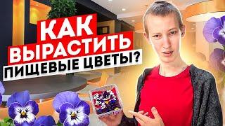 Пищевые цветы Виолы это легко!? Как вырастить пищевые цветы?