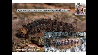 Gypsy Moth (Lymantria dispar) in the Landscape by Jen Llewellyn