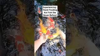 Experiencing Hand-Feeding Koi Fish like Never Before! #koifish
