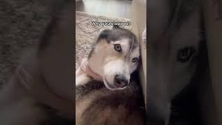 My Husky FREAKS OUT When I Stop Petting Her #shorts