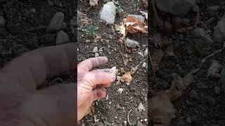 Field Walking Freaks : polished axe tip : Find of the day