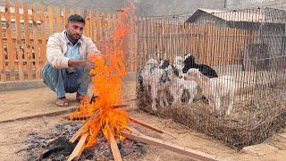 Aj Bht Ziada Srdi Hogai Baby Goats K Lye Agg Lgai