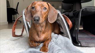 Does Mac the mini dachshund like his new pet carrier?