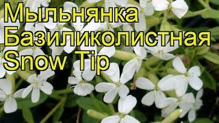 Мыльнянка базиликолистная Сноу Тип. Краткий обзор, описание saponaria ocymoides Snow Tip