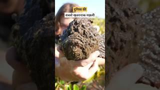 The most venomous fish in the world #shorts #stonefish