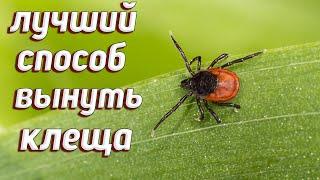 5 WAYS TO REMOVE A TICK