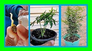 How to Grow Neem Tree from Seeds  | How to Plant Neem Seeds at Home