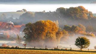 Zauberhafte Herbst-Momente und ein Stamm, so groß wie ein Haus! Spazieren, Pilze sammeln, Fotografie