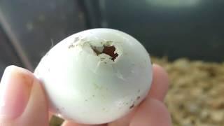 pigeon egg hatching