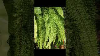 Wonderful "Nephrolepis exaltata (Boston fern)"#justmeneena