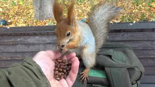 Копия и Длинноухий / Copy and Long - Eared