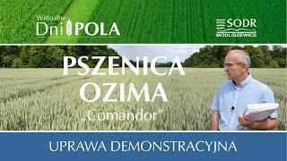 Demonstracyjna uprawa pszenicy ozimej "Comandor"