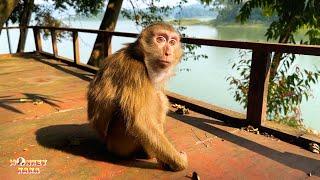 Monkey Kaka is sad when her has to prepare to say goodbye to dad