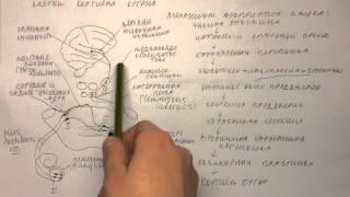 Билет 041. СЛУХОВОЙ АНАЛИЗАТОР, ЕГО ЧАСТИ. VIII ПАРА ЧЕРЕПНЫХ НЕРВОВ.