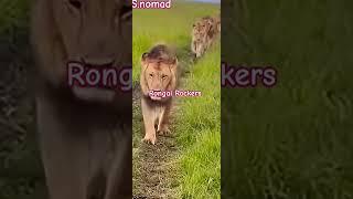 Olonkera the leader with full gang .