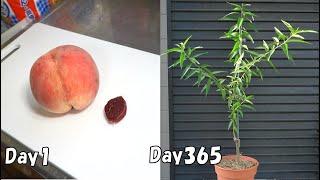 How to grow peach from store-bought peach