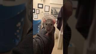 Adorable rat spooked by siren passing by. #petrat #rat #animal #cute #pet