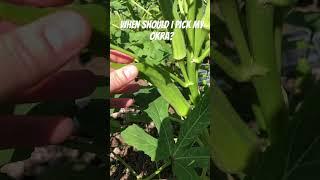 Pick them when they are small️ # okra #backyardgardening #harvest #farm #garden #homegrown #shorts