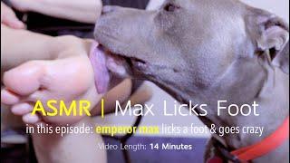 Max Licks | Sole of the Foot | ASMR DOG LICKING | NO TALKING