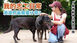 當流浪動物志工容易嗎? 要做哪些事呢?  #板橋動物之家志工隊｜Hey, I'm IvyChao