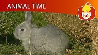 Animal Time | Cartoon for Children - Luli TV