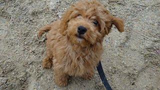 Banjo - Cockapoo Puppy - 3 Week Residential Dog Training at Adolescent Dogs