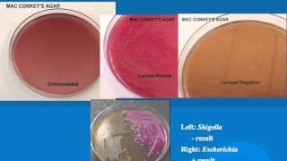 microbiology lab practical information part 1