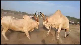 Arjun vs Akbar Bullfight.....Arjun win