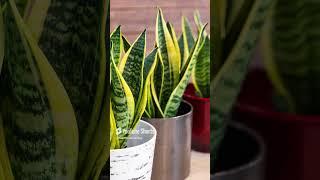 Top 5 Plants To Have In 2025 To Purify Your Air