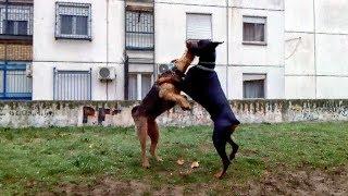 Doberman vs Airedale Terrier