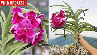 RIGHT way to grow & care for Vanda Orchids, how to water & fertilize?