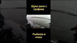 #shortvideo  #shorts  #short  рыбалка в отвес