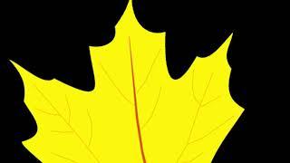 Fall Leaves CVI Video (from KeyNote)