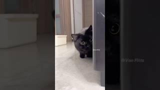 Munchkin cat  #animals #animallife #cuteanimal #animalove #pets #shorts
