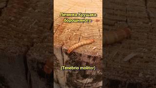Личинка Хрущака борошняного (Tenebrio molitor)!!! #личинка #жук #жуки #природа #комахиукраїна
