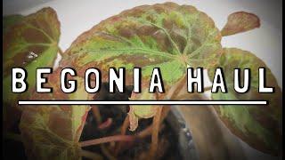 Begonia shopping spree: houseplant haul-lelujah