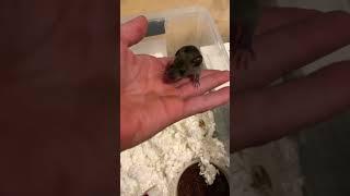 2 week old baby mouse