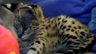 Meet Zeke our Serval Kitten - Cincinnati Zoo