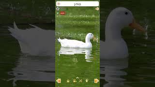 Звуки утки #shorts #duck #утка